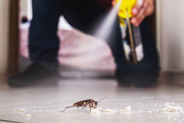 Best Best Pest Control Companies  in Kelly Ridge, CA